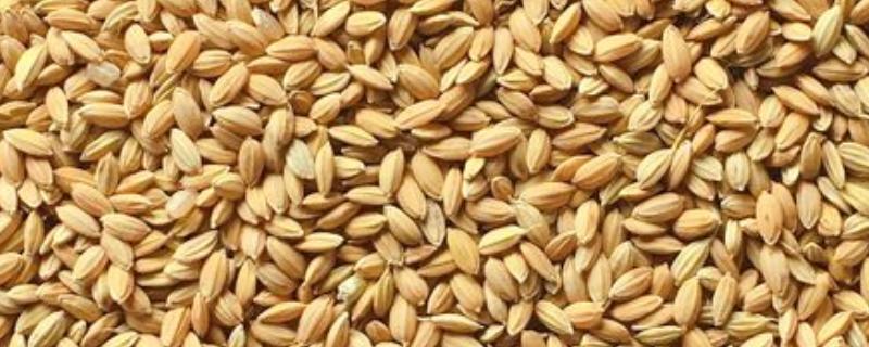 稻谷和水稻的区别,水稻结出的子实即为稻谷