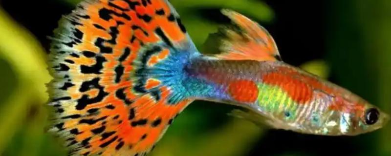 孔雀鱼产仔后过多久才能回缸，经过1-2周才可以放回原缸