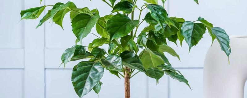 幸福树叶子一碰就掉怎么办，一定要及时补水