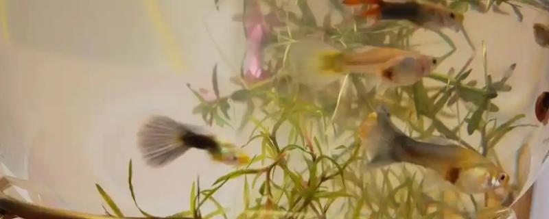 孔雀鱼要不要晒太阳，适当晒光可降低皮肤病的发生几率