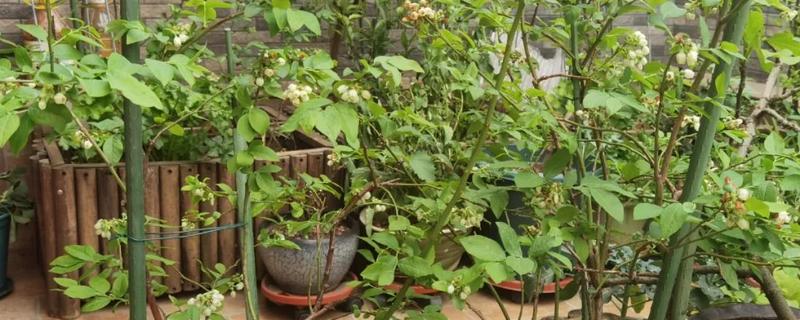 蓝莓树的修剪方法,剪除密生枝叶和徒长枝叶