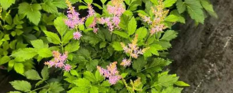 怎么种植络新妇花，可以采用种子种植