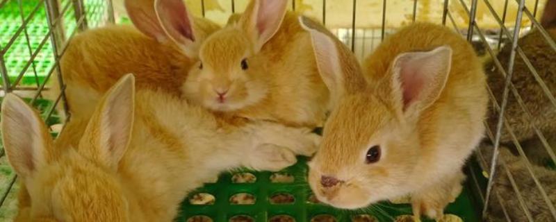 兔子吃不吃肉，可以吃肉食但不建议饲喂