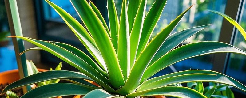 哪些花卉具有拯救的花语，常见龙舌兰、薰衣草等品种