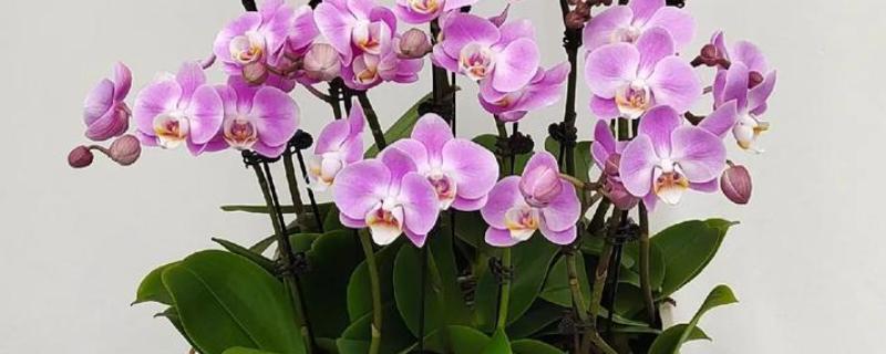 蝴蝶兰什么时候开花，花期一般是4-6月份