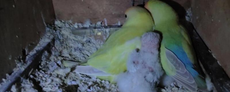 鹦鹉的繁殖期是几月，不同品种的繁殖期不同