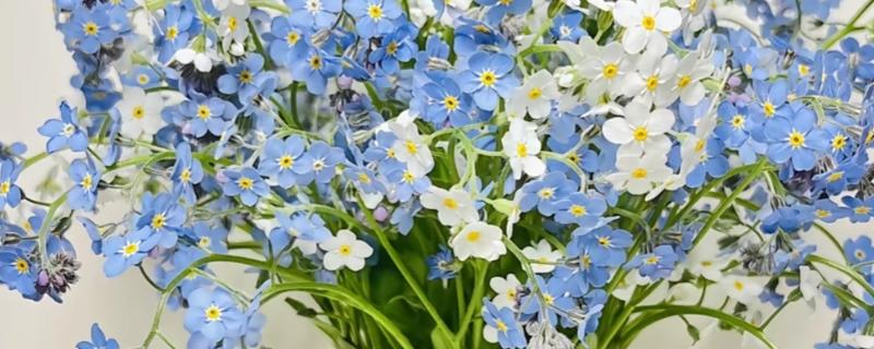 勿忘我有什么花语,不同颜色代表的含义有区别
