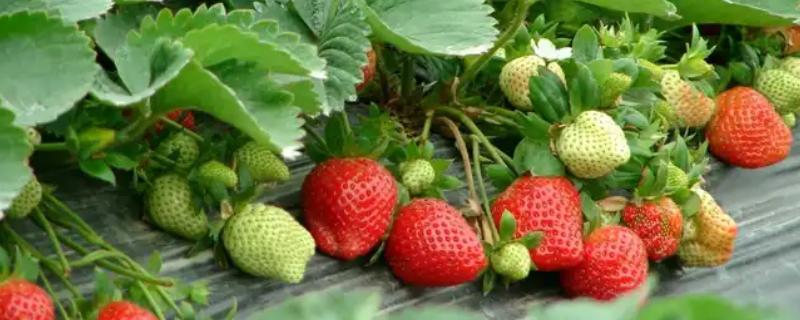 四季草莓结果次数，养殖得当时常年均可收获