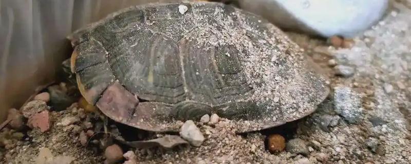 乌龟冬眠要做哪些准备，提供充足的营养有助于它越冬