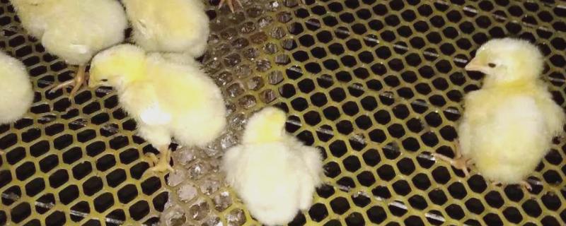 小鸡拉稀怎么办，感染大肠杆菌可饲喂杆立克