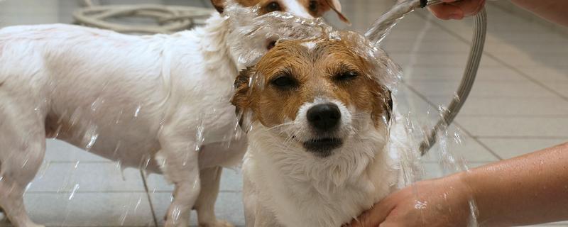 狗狗什么时候不能洗澡，刚完成生产、处于哺乳期时不能清洗