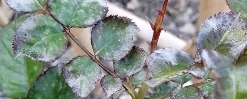 植物叶片发白如何处理，喷施粉锈宁可以防治白粉病