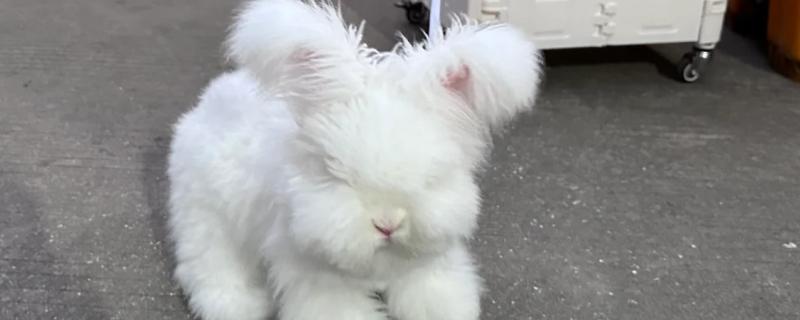 如何饲养英国安哥拉兔，全天不限量供应干草