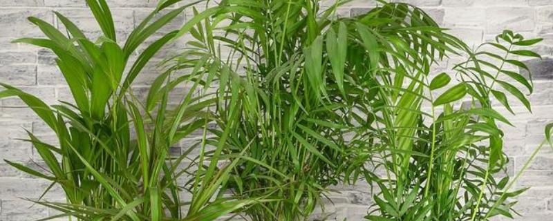 凤尾竹干枯后会不会恢复，根据发生原因采取对应措施可恢复生长