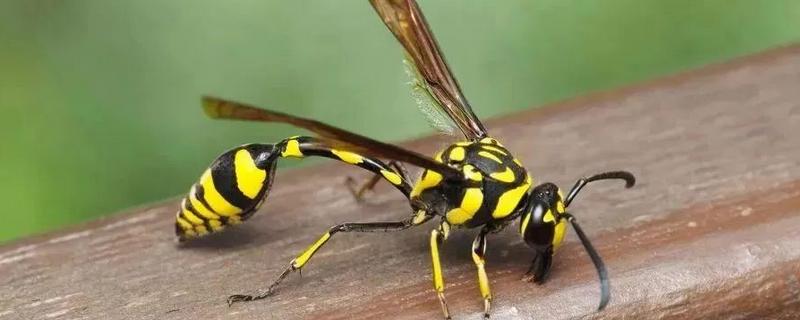 腰特别细的蜂有没有毒，细腰蜂和马蜂都有毒性