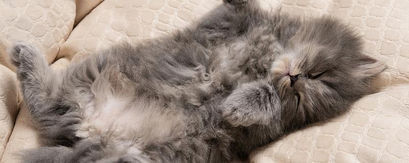 猫感冒发烧可以自愈吗，取决于感冒的严重程度