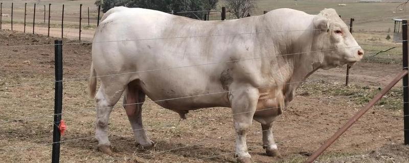 牛有什么品种，分为婆罗门牛、夏洛莱牛等种类