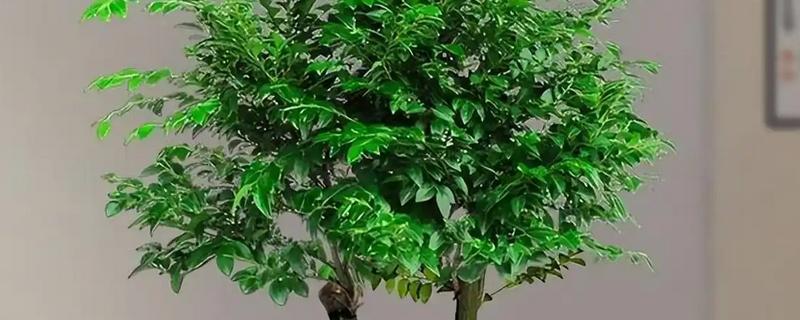 小叶紫檀怎么修剪，主要剪除徒长枝、病害枝