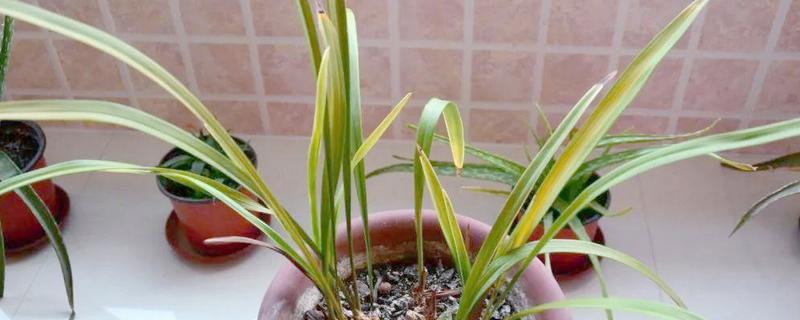 兰花黄叶如何处理,遇到强光时要放在阴凉处养护