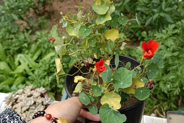 旱金莲的养殖方法，夏季每天浇一次水