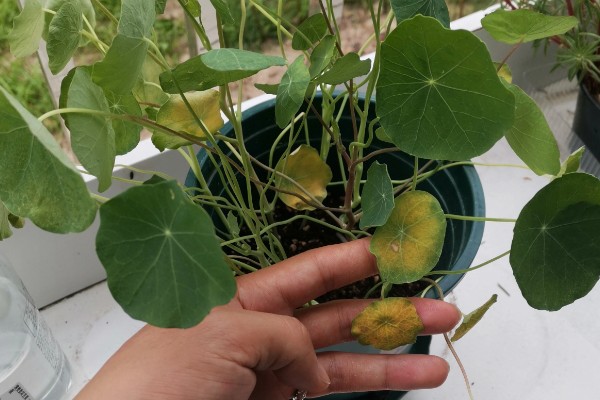 旱金莲的养殖方法，夏季每天浇一次水