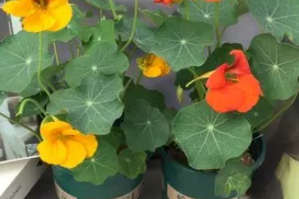 旱金莲的养殖方法，夏季每天浇一次水