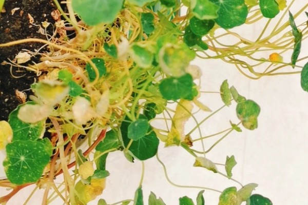 旱金莲的养殖方法，夏季每天浇一次水