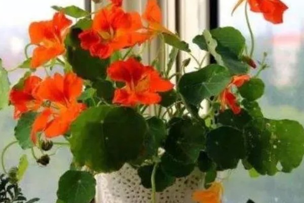 旱金莲的养殖方法，夏季每天浇一次水