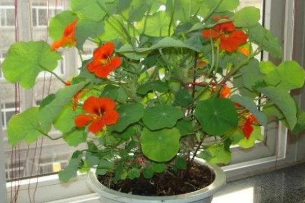 旱金莲的养殖方法，夏季每天浇一次水