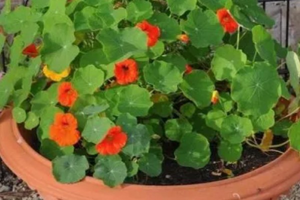 旱金莲的养殖方法，夏季每天浇一次水