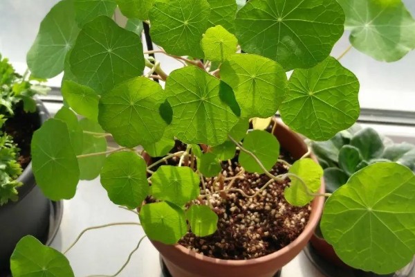 旱金莲的养殖方法，夏季每天浇一次水