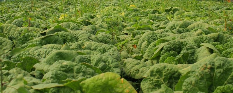 有机蔬菜是如何认证的,要填写有机食品认证申请书