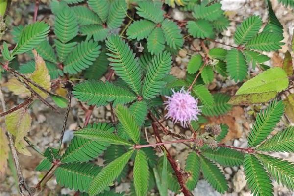 含羞草晚上会不会闭合,含羞草晚上会闭合