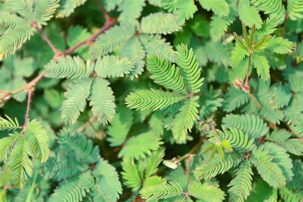 含羞草晚上会不会闭合,含羞草晚上会闭合