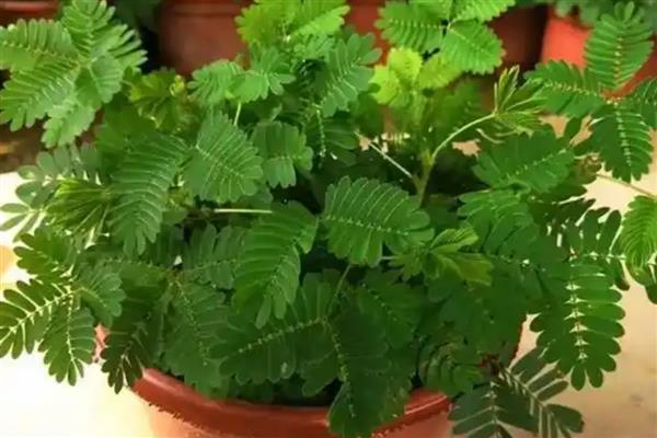 含羞草晚上会不会闭合,含羞草晚上会闭合