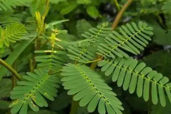 含羞草晚上会不会闭合,含羞草晚上会闭合