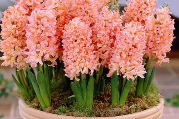 球根花卉如何栽培,养护基质选择腐叶土掺杂砂土