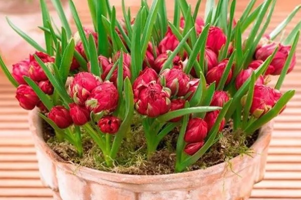 球根花卉如何栽培,养护基质选择腐叶土掺杂砂土
