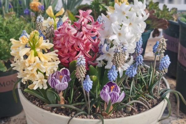 球根花卉如何栽培,养护基质选择腐叶土掺杂砂土