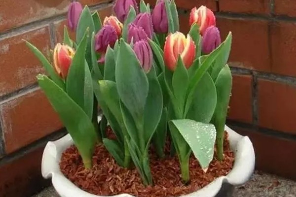 球根花卉如何栽培,养护基质选择腐叶土掺杂砂土