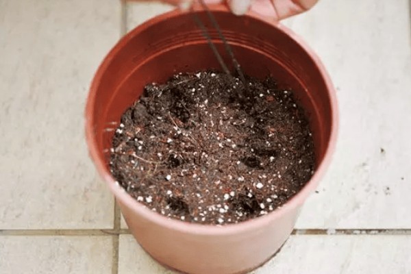 球根花卉如何栽培,养护基质选择腐叶土掺杂砂土