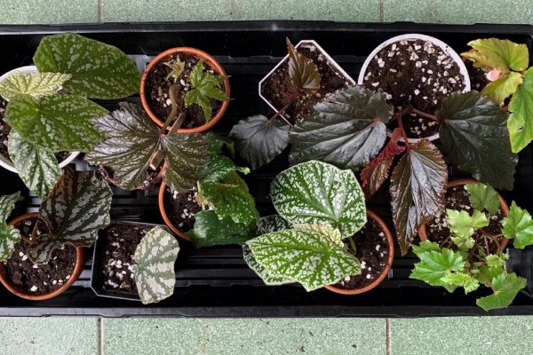 球根花卉如何栽培,养护基质选择腐叶土掺杂砂土