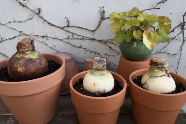 球根花卉如何栽培,养护基质选择腐叶土掺杂砂土