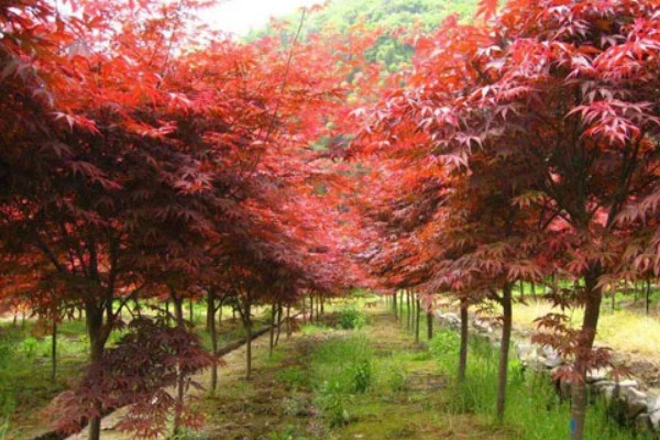 红枫需要哪些肥料，萌芽前施一次饼肥液补充养分