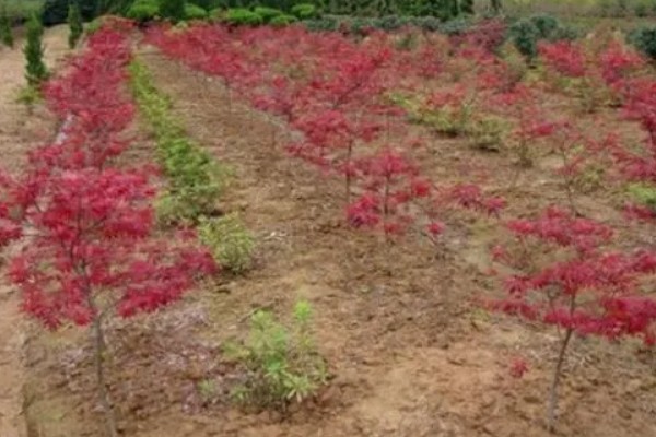 红枫需要哪些肥料，萌芽前施一次饼肥液补充养分