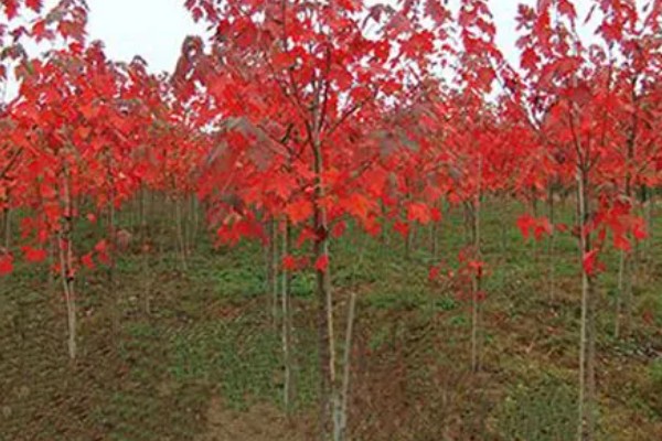 红枫需要哪些肥料，萌芽前施一次饼肥液补充养分