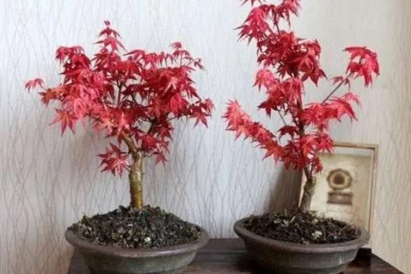 红枫需要哪些肥料，萌芽前施一次饼肥液补充养分