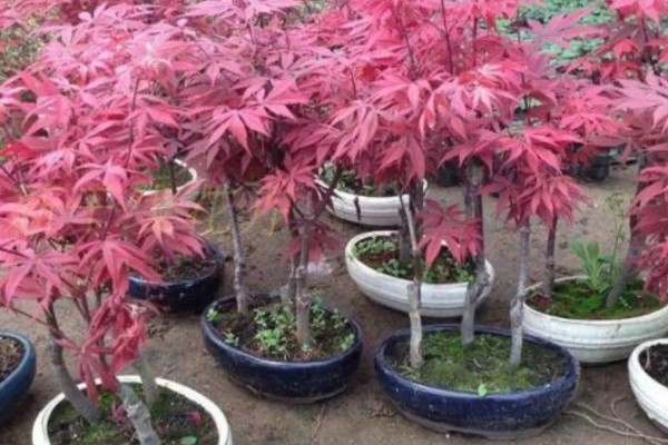 红枫需要哪些肥料，萌芽前施一次饼肥液补充养分