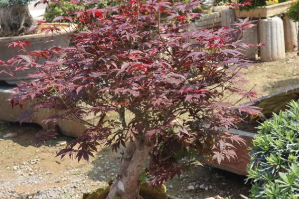 红枫需要哪些肥料，萌芽前施一次饼肥液补充养分