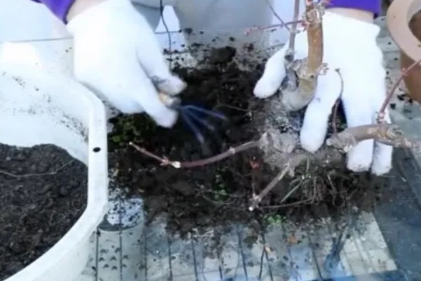 红枫需要哪些肥料，萌芽前施一次饼肥液补充养分